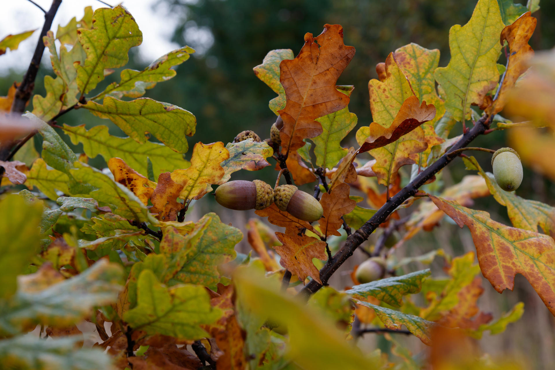 Oak Tree