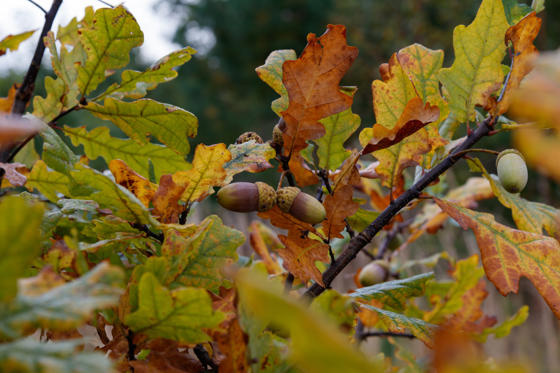Oak Tree