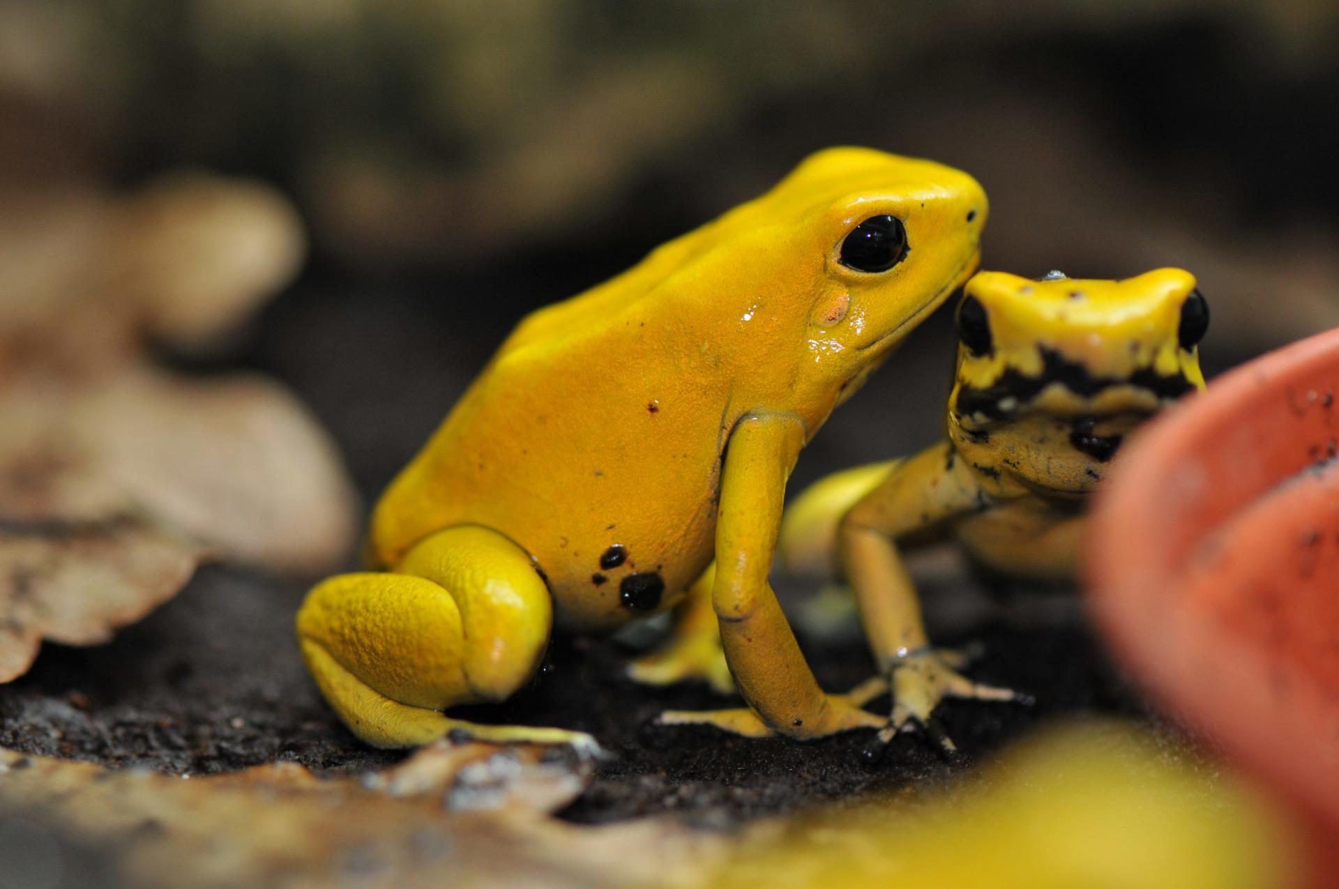 Golden poison dart frog at Chester Zoo