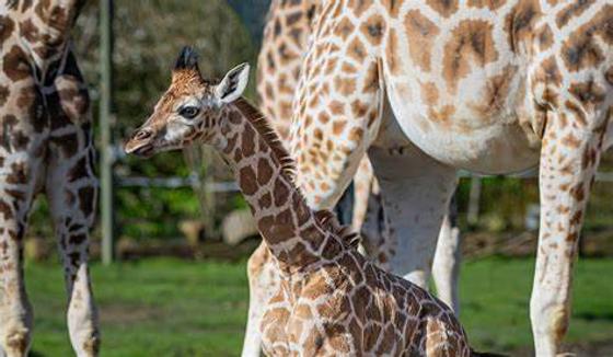 Giraffe Calf Edie