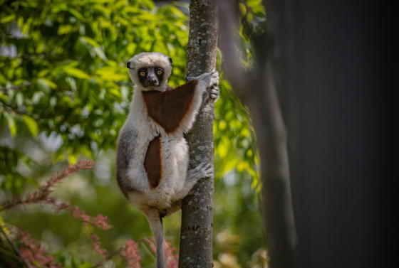 Sifaka 6