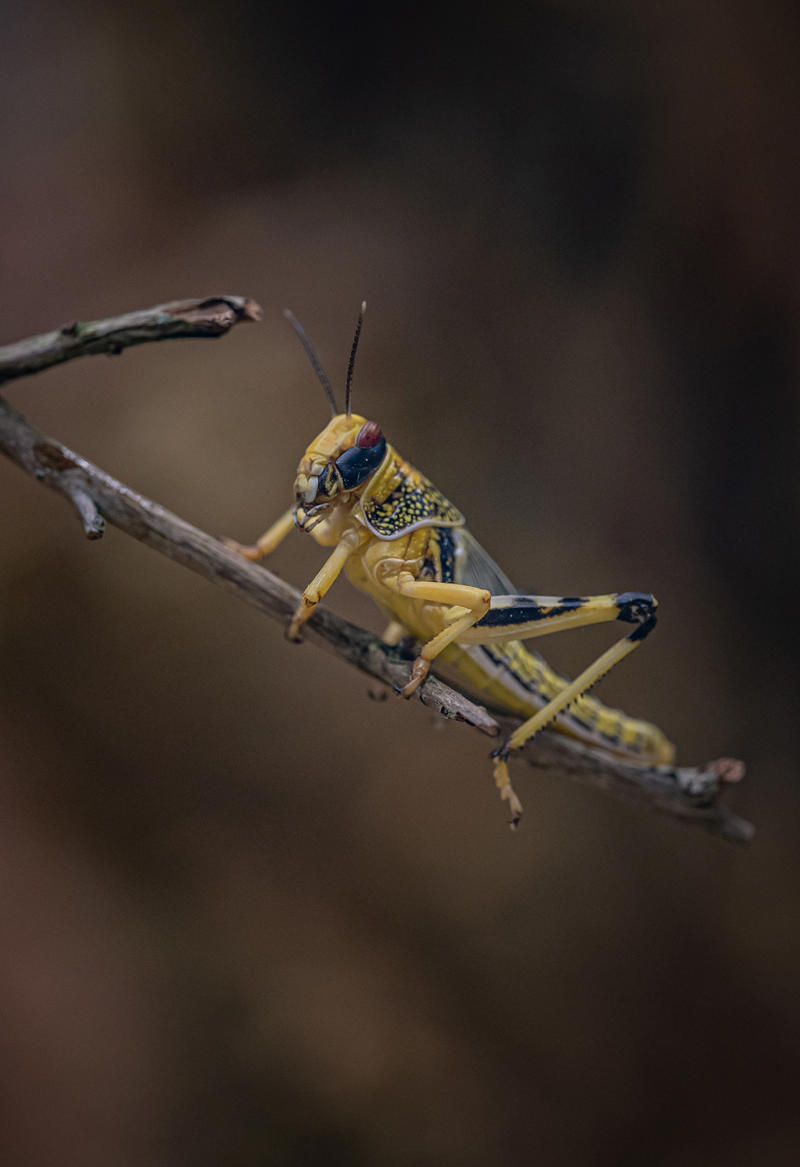 Desert Locust 1