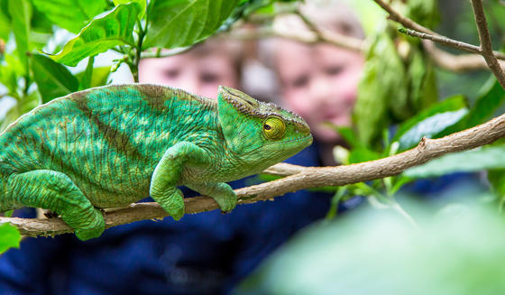 Chameleon Exp