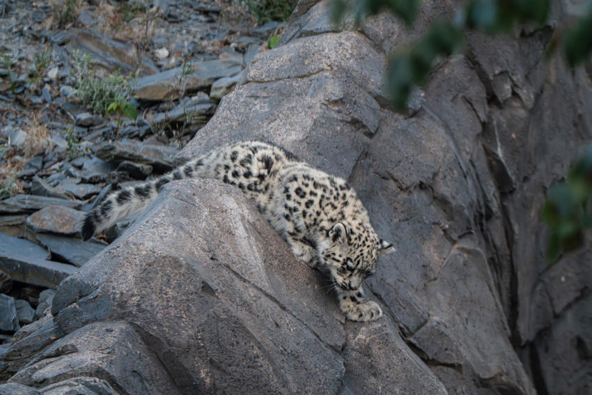 Snow Leopard Cub, Bheri, Ventures Outside For The First Time At Chester Zoo32