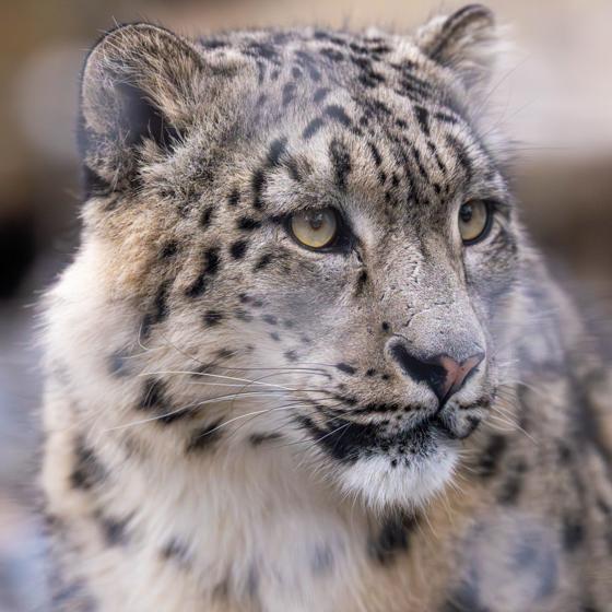 Close Up Of A Snow Leopards Face
