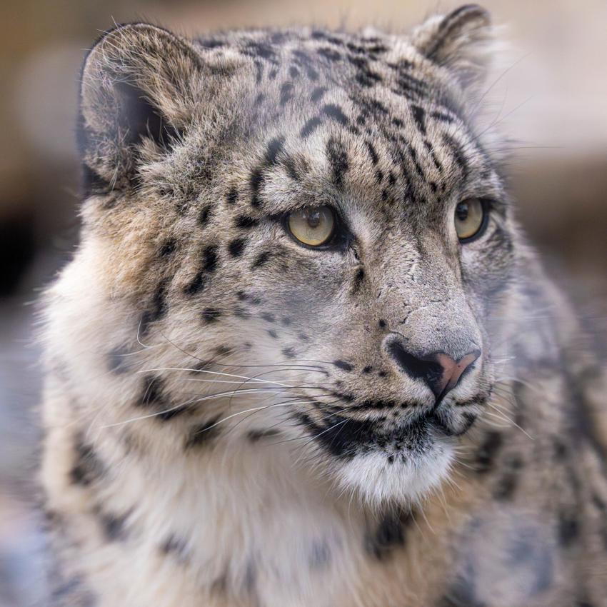 Close Up Of A Snow Leopards Face