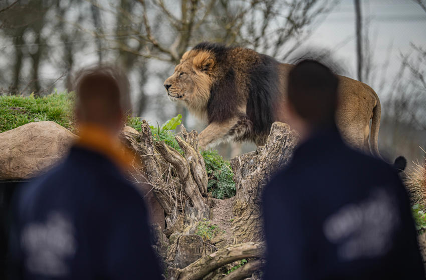 Lion Experience 2