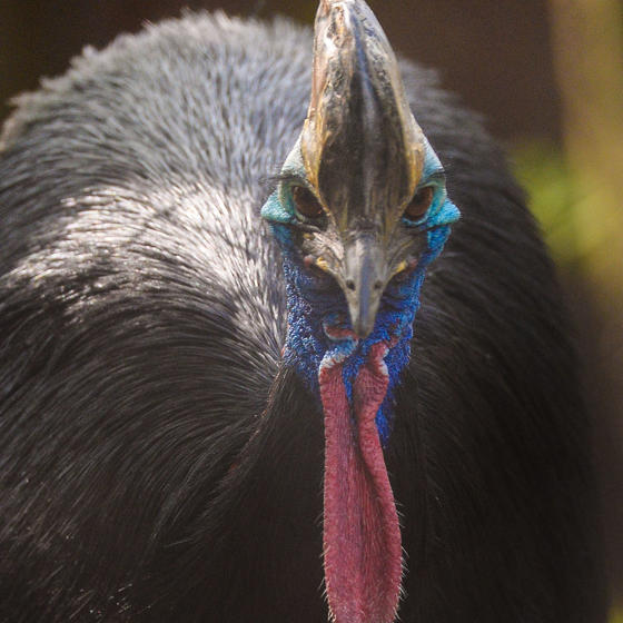 Southern Cassowary 3