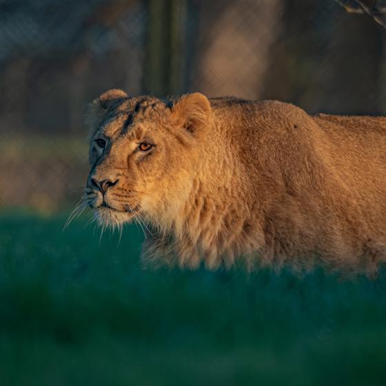 Asiatic Lion, Shanti (4)