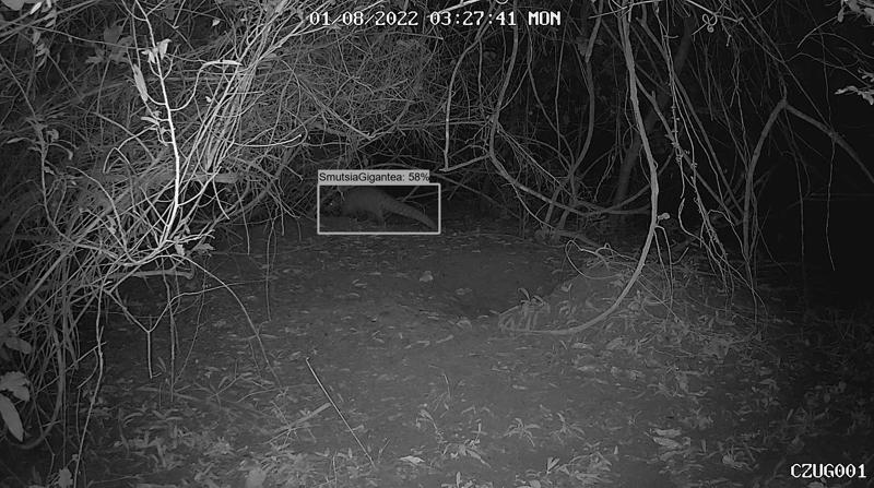 A photograph of a pangolin at night. An AI system has placed a box around it, identifying it as a pangolin