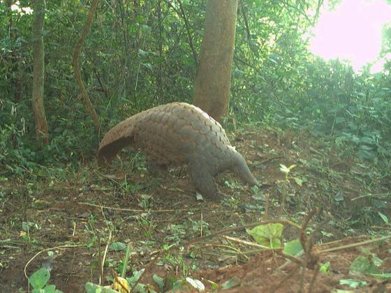 Giant Pangolins In Uganda Chester Zoo Cropped