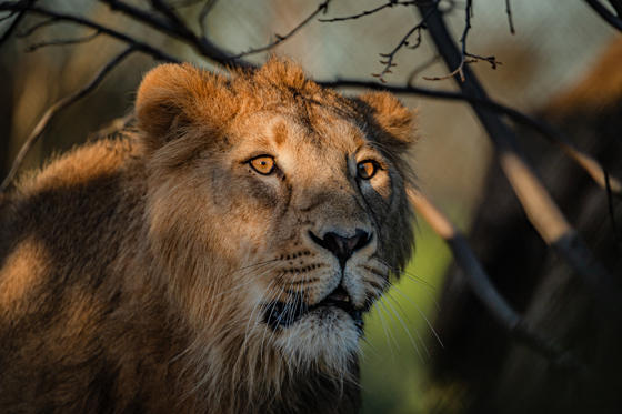 Asiatic Lion, Nilay(12)