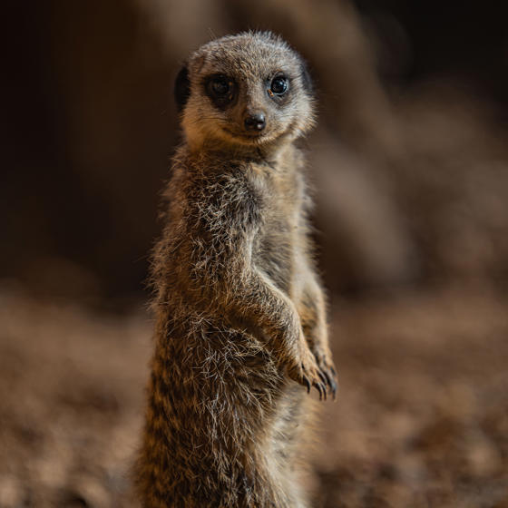 Meerkat 5