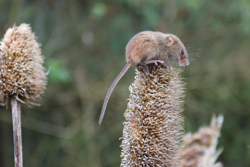 A shrew sitting on top of a dried thistle.
