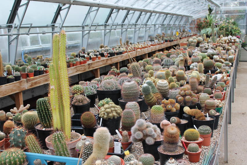 Cacti 2
