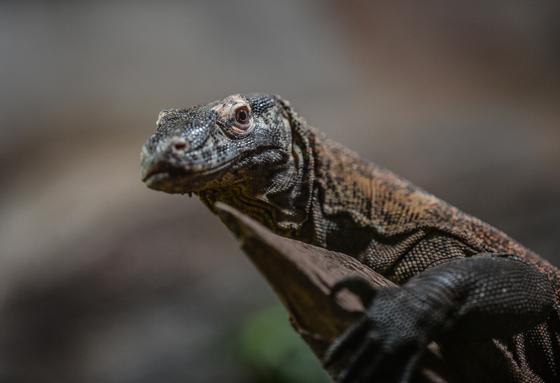 Komodo Dragon (1)
