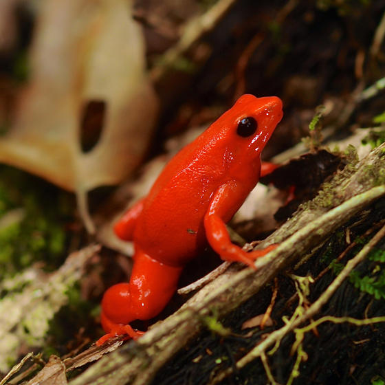 Golden Mantella Frog 6