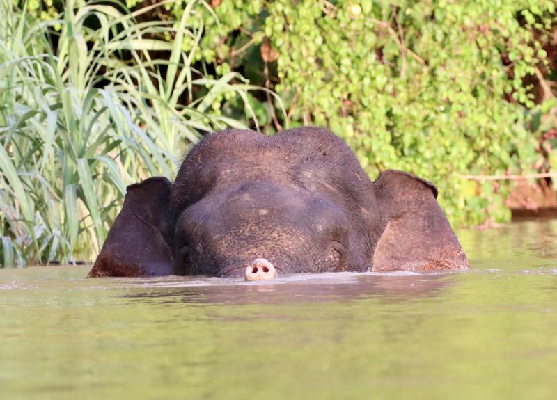 Bornean Elephant In Water 2
