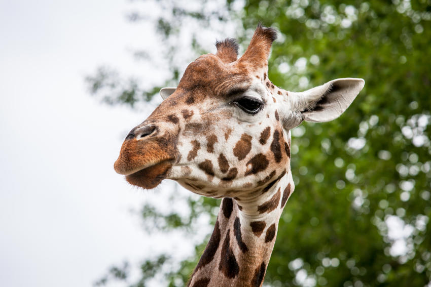 Giraffe