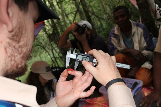 Monitoring Golden Mantella