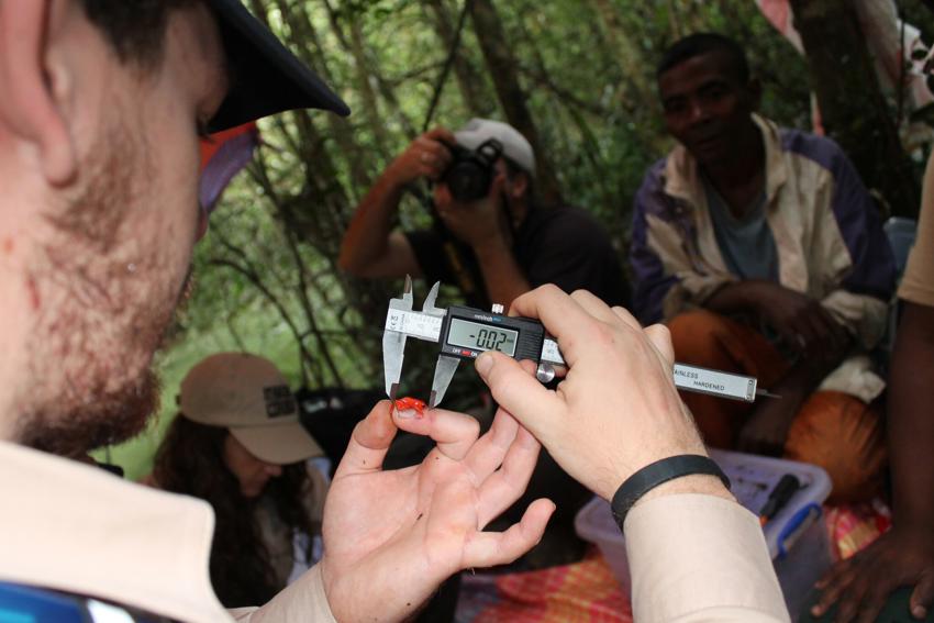Monitoring Golden Mantella