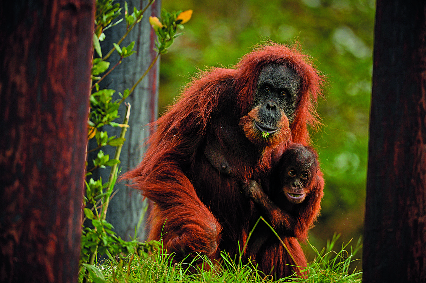 Sumatran Oranutan Palm Oil Campaign Wide