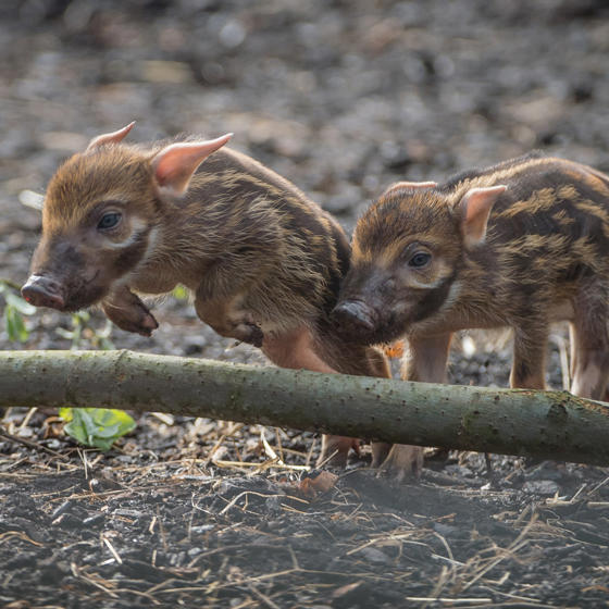 Red River Hog 3