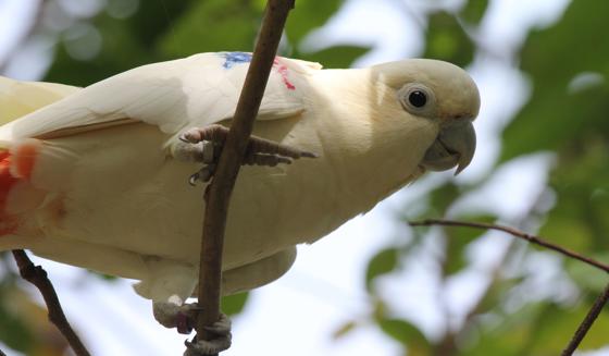 Philippine Cockatoo Hero