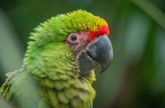 Great Green Macaw 1