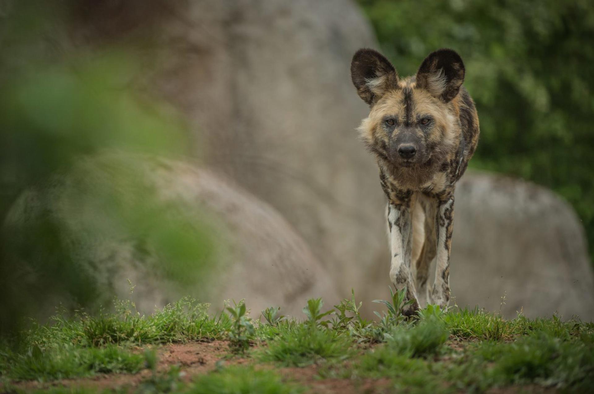 African Painted Dog 2