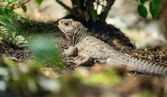 Tuatara Web Banner Desktop 1400X817
