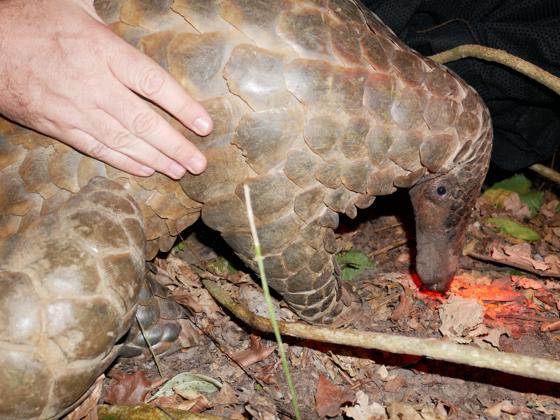 Rare Giant Pangolin