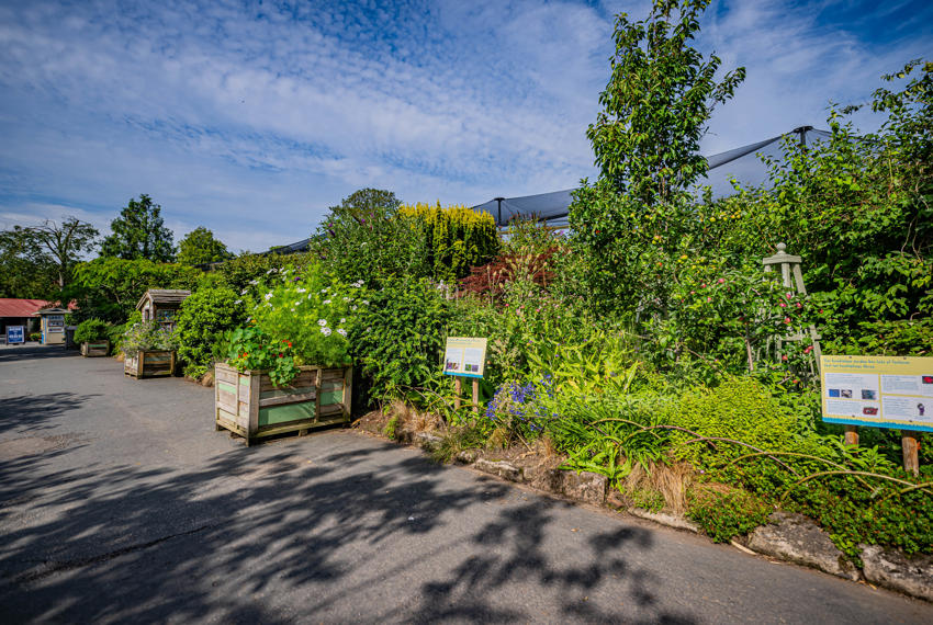 Bee Garden 4