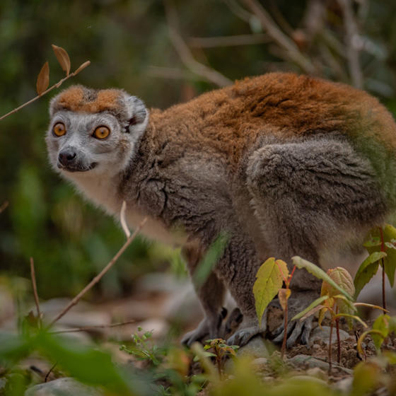 Crowned Lemur 3
