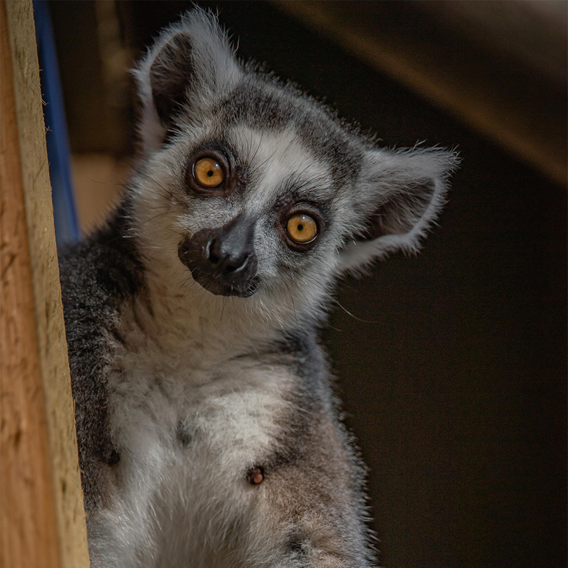 LEMUR EXPERIENCE SQUARE 4