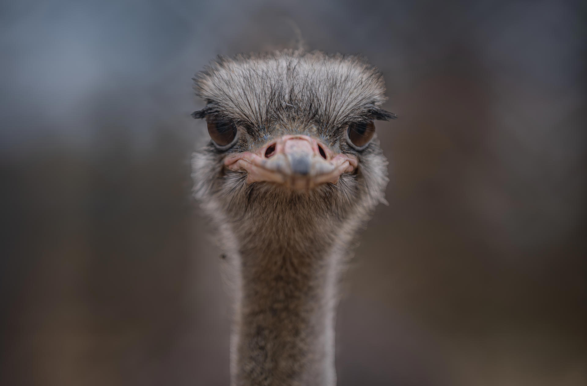 Common Ostrich 002