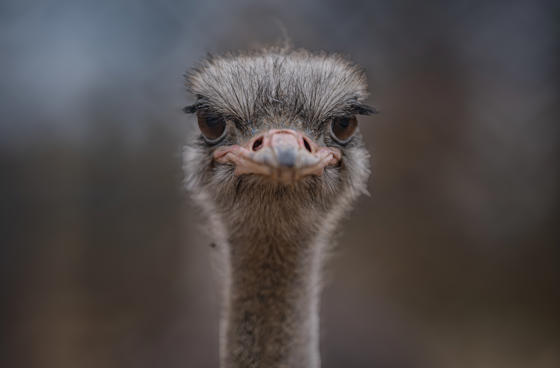 Common Ostrich 002