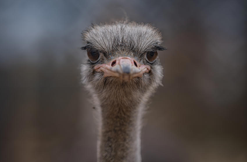 Common Ostrich 002