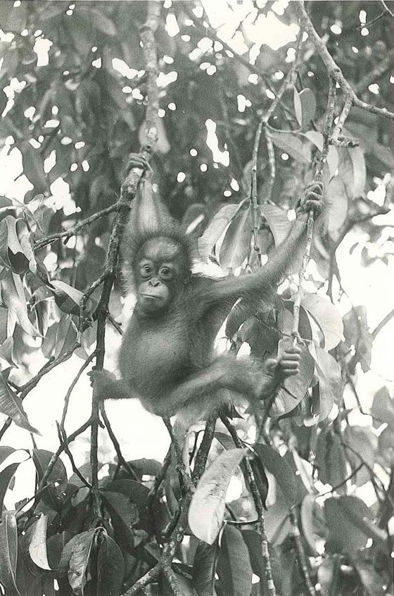 Martha At 18Mths 1966 Credit Sarawak Zoo