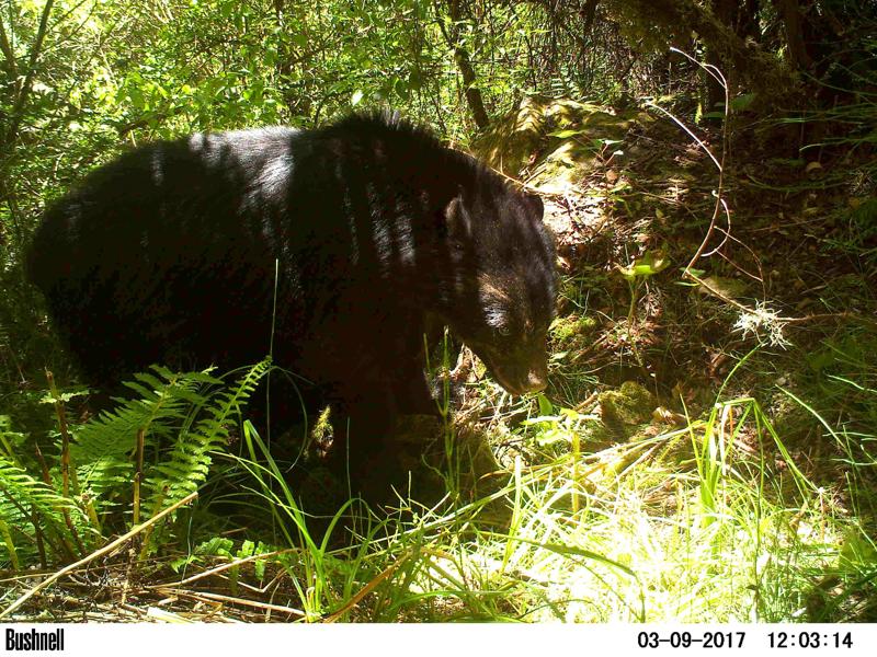 Camera trap pic of an andean bear sitting in undergrowth. The date of when the image was taken is on the bottom: 10-2017
