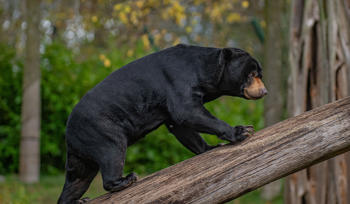 Sun Bear At The Zoo 2
