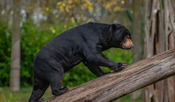 Sun Bear At The Zoo 2