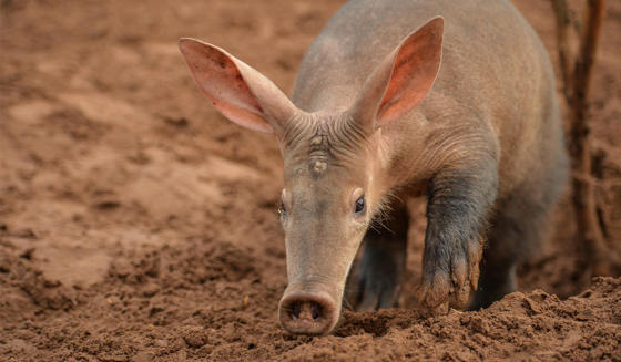 Aardvark 1