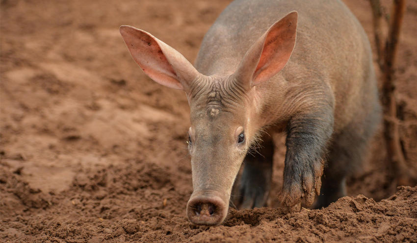 Aardvark 1