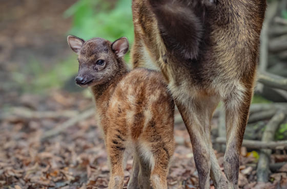 Philippine spotted deer 7