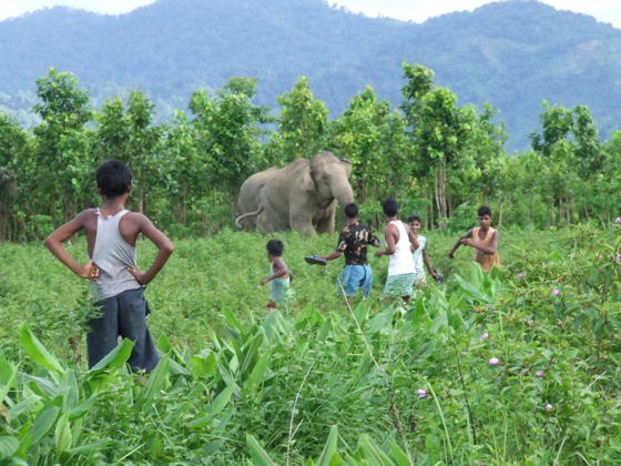 Assam Elephant Human Conflict