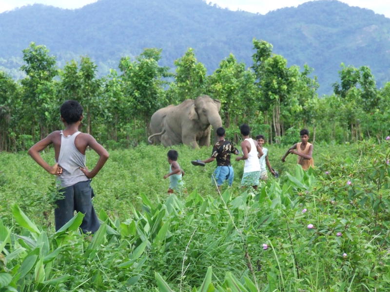 A photo taken in India showing villagers running from an elephant in a crop field
