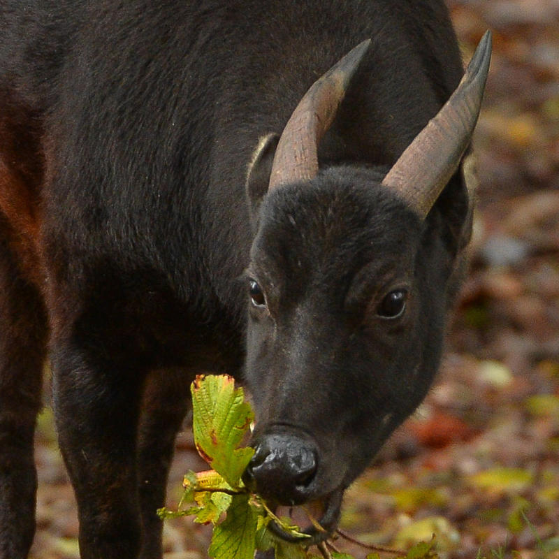 Anoa 4
