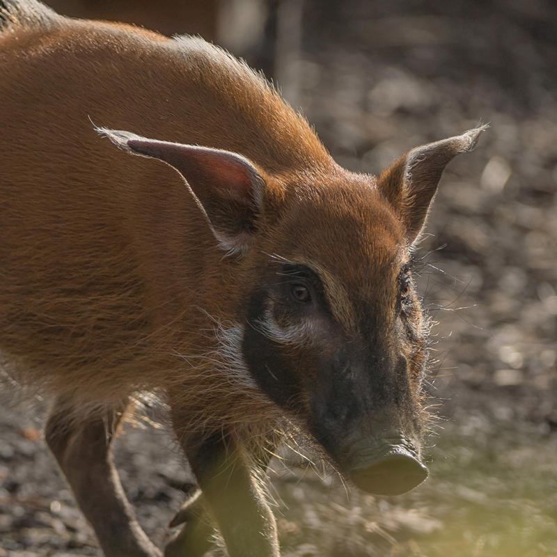Red river hog at Chester Zoo