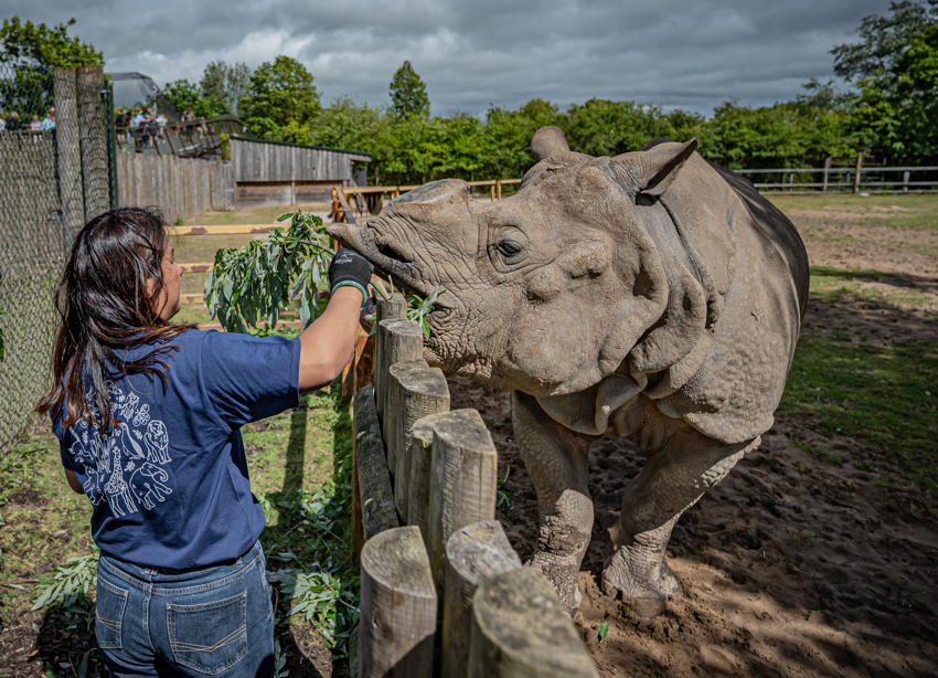 Rhino Feed 042